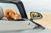 Unrivalled amenities unveiled - where even pets get a five star stay - at Bentley Residences, Sunny Isles Beach, Miami