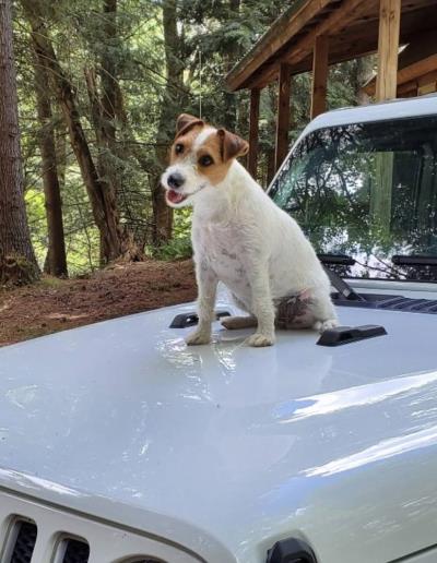 Jeep® Brand Announces Eight #JeepTopCanine Finalists; Winning Pup To Be Crowned On National Dog Day, Wed., Aug. 26, 2020