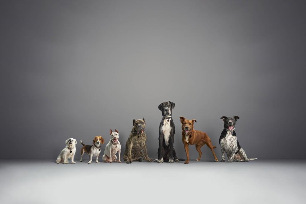 Subaru Announces Triple Wins For National Make A Dog's Day Campaign